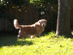 Mulligan in our back yard
