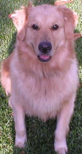 My pet dog Mulligan