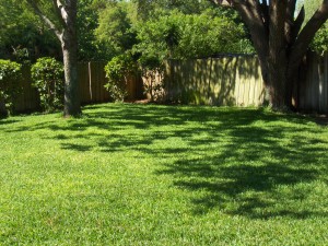 my backyard may 2012